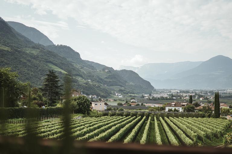 Aussicht von Apartment 1 auf den Weinberg vom Dornerhof in Meran
